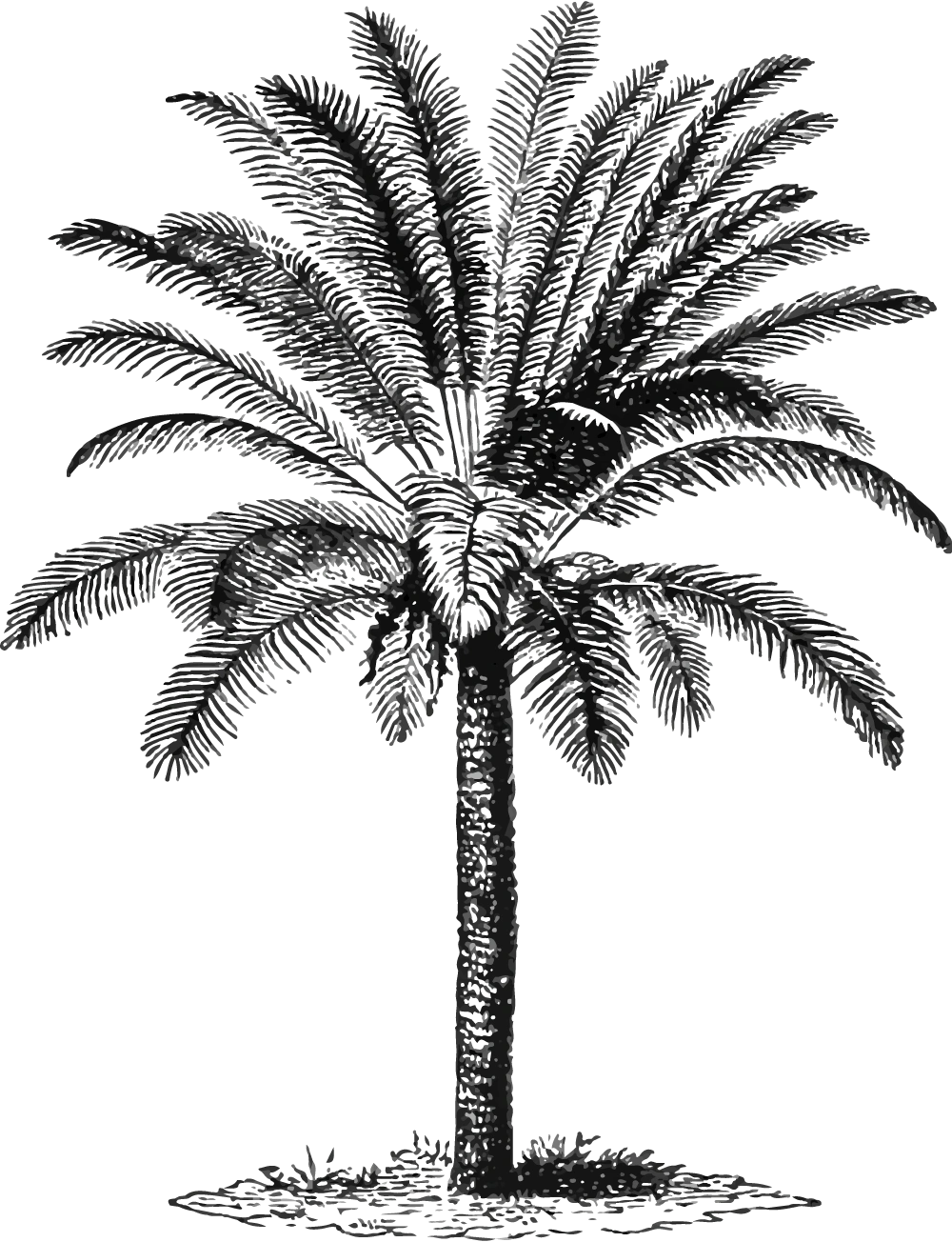 palm tree icon